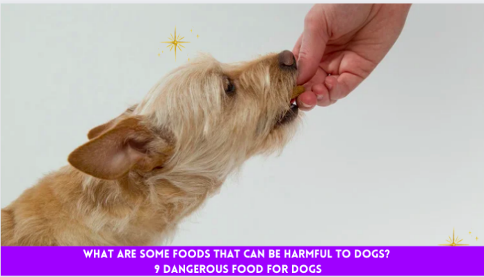 What are some foods that can be harmful to dogs? 9 dangerous food for dogs