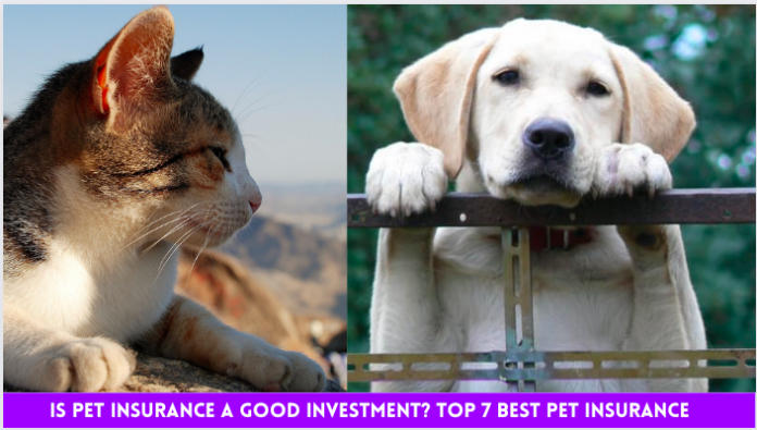 is pet insurance a good investment, top 7 best pet insurance in 2022, best Pet Insurance, top pet insurance, pet insurance