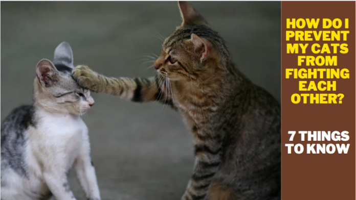 How do I prevent my cats from fighting each other? 7 Things to Know