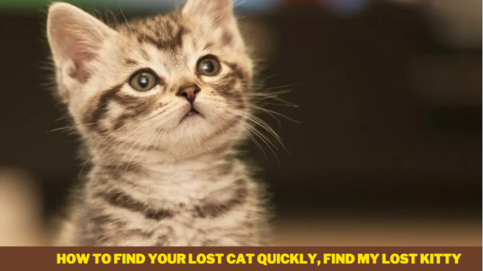 How To Find Your Lost Cat Quickly, Find My Lost Kitty