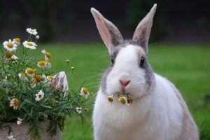 Dutch Rabbit