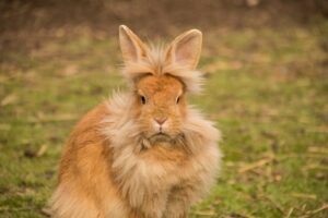 Lion Head Rabbit