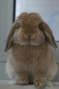 Mini Lop Rabbit