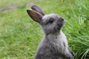 Mini Rex Rabbit