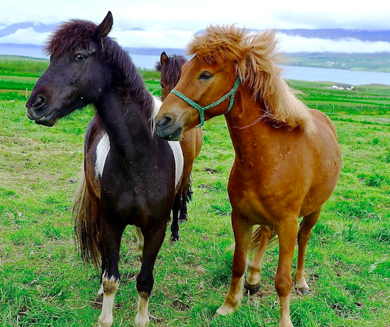 Most Popular Horse Breeds - Ponies