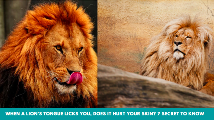 When a Lion's Tongue Licks You, Does It Hurt Your Skin? 7 Secret to Know