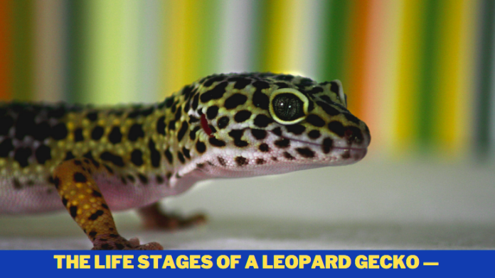 The Life Stages of a Leopard Gecko — 7 Things you need to know!