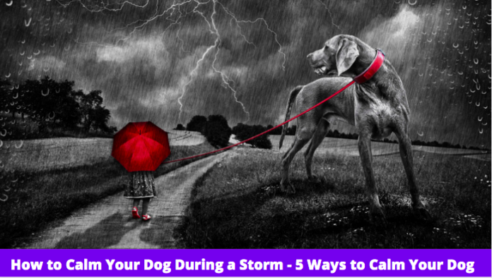 How to Calm Your Dog During a Storm - 5 Ways to Calm your dog