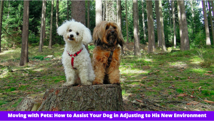 Moving with Pets: How to Assist Your Dog in Adjusting to His New Environment