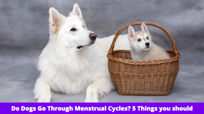 Do Dogs Go Through Menstrual Cycles? 5 Things you should know