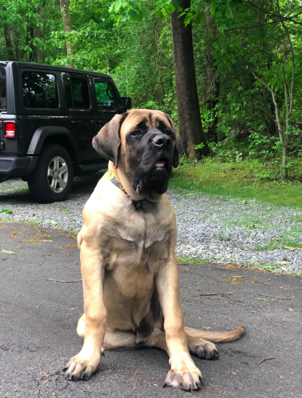 The English Mastiff