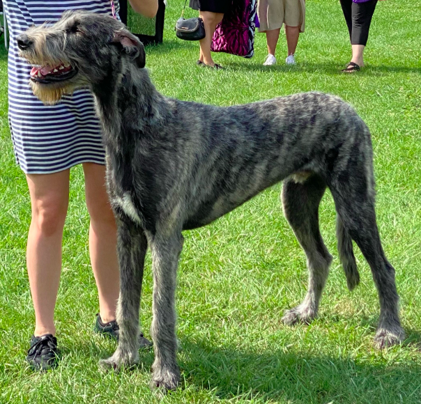 The Tall Irish Wolfhound