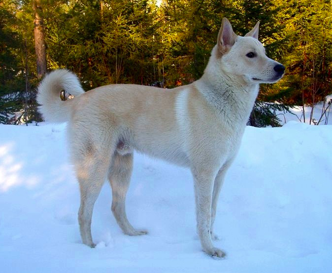 New Guinea Singing Dog