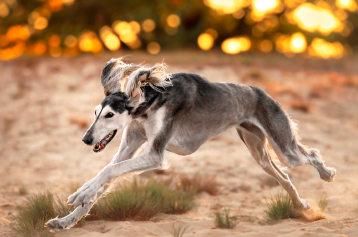 The majestic Salukis dog