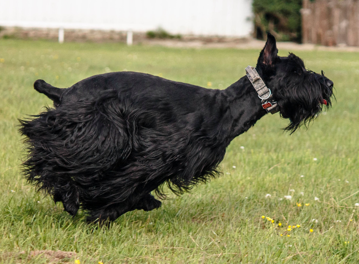 Schnauzer dog breed