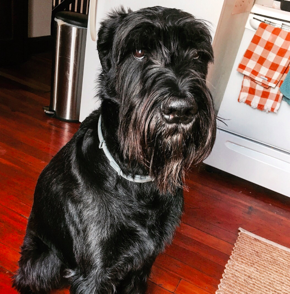 The Giant Schnauzer dog breed