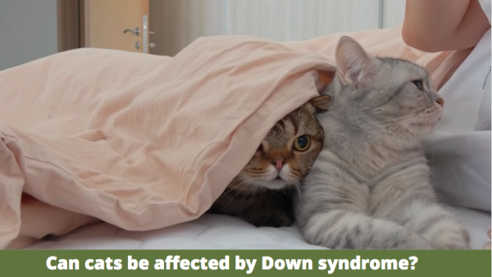 Can cats be affected by Down syndrome? | The Ultimate Pets Guide