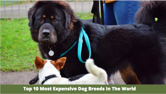 Top 10 Most Expensive Dog Breeds In The World: Why are they Expensive?