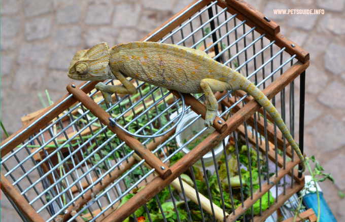 chameleons cage