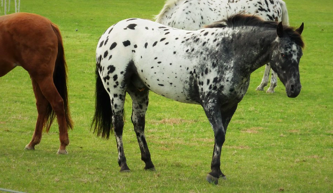 Most Popular Horse Breeds - Appaloosa Horse