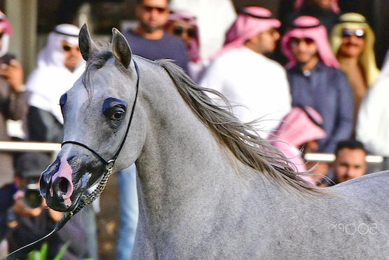 Top 10 Most Popular Horse Breeds - The Arabian Horse