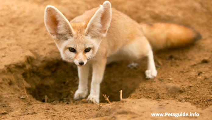 : Can you keep a fennec fox as a companion animal?