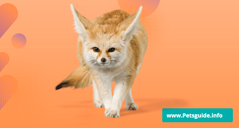 Desert Fox: Can you keep a fennec fox as a companion animal?