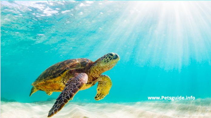 What is the maximum amount of time that turtles can hold their breath?