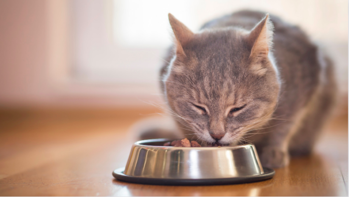 Top 7 Best Wet Food products for Your Cat in 2022