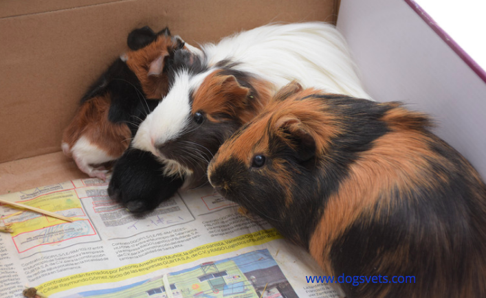 Group of Guinea Pigs 