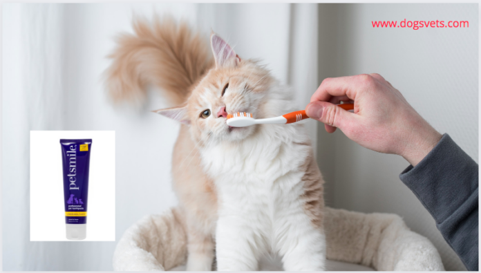 Top 7 Best Cat Toothpastes of 2022 [Non-Toxic Cat Toothpastes]