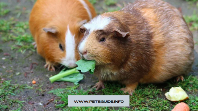 Delicious Top 7 Best Guinea Pig Foods of 2022