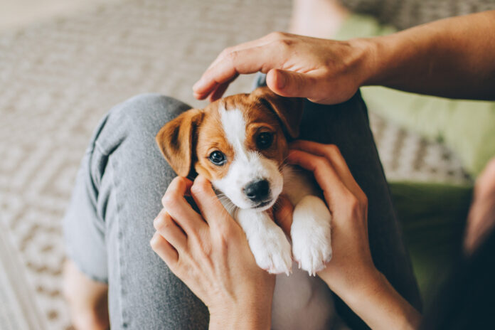 The Ultimate New Puppy Checklist - 10 Must-Have Items