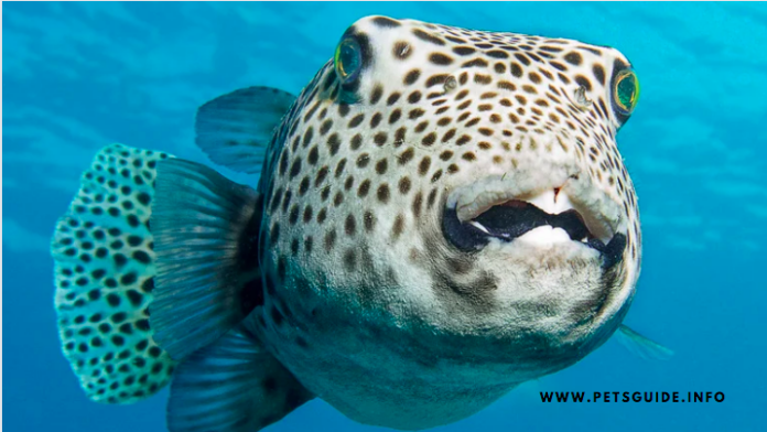 Buying a Freshwater Puffer Fish - 5 Facts to Know