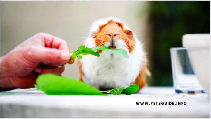 Can You Feed Guinea Pigs Orange - 5 Facts You Need to Know