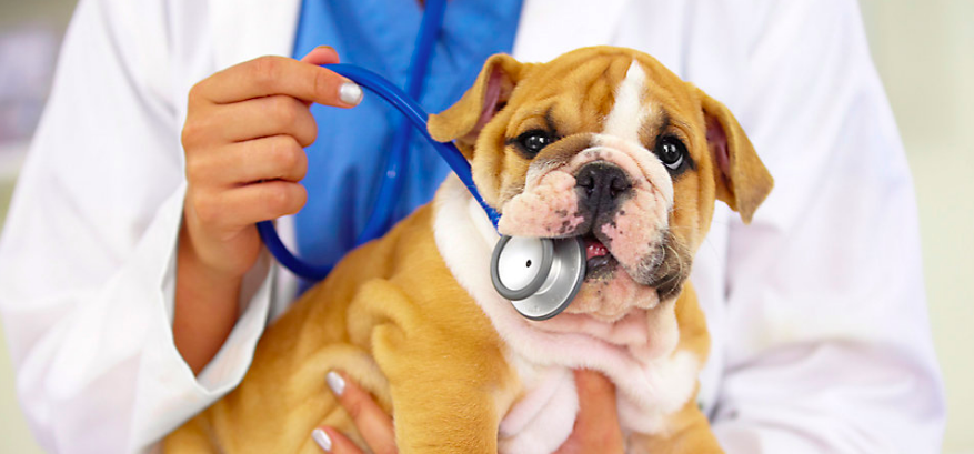 Puppy vaccinations Cost