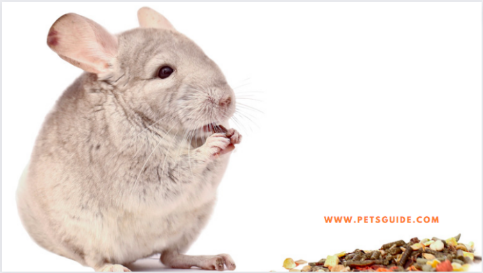 Can chinchillas eat carrots? - 5 Things to know (Ultimate Guide)