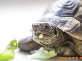 Czy żółwie mogą jeść seler? - 5 rzeczy, które warto wiedzieć