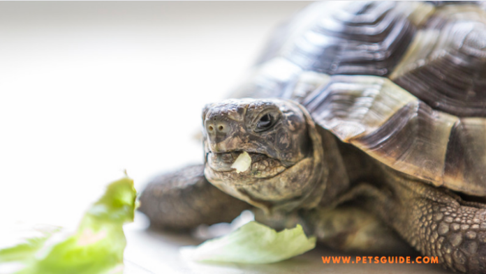 Can Tortoises Eat Celery? - 5 Things to Know