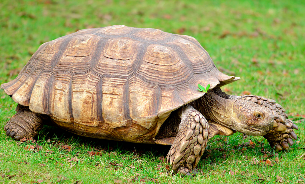Sulcata Tortoises / Akamba aku Africa