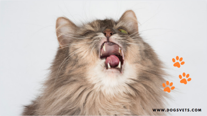 Why Cat Sneezing a Lot + Causes, Treatments - 5 Things to know