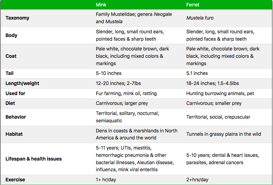 Facts  about Mink Vs Ferret