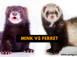 Mink Vs Ferret - How Do They Differ? - 7 Thing You Need to Know