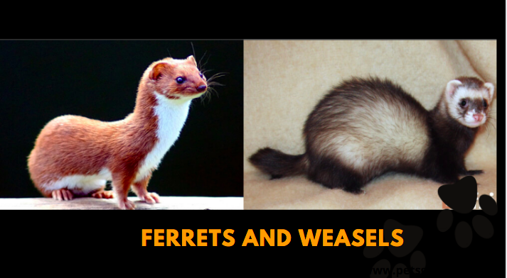  ferrets and weasels