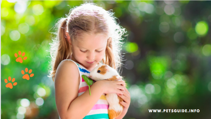 Guinea Pig Lifespan - How Long Do they Live? (7 Facts to Know)