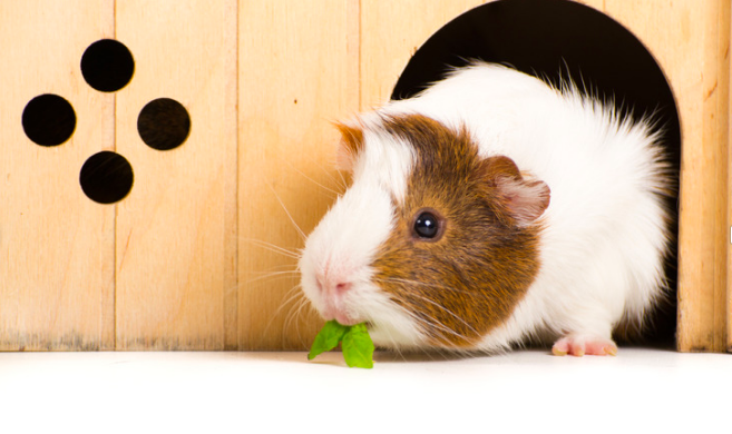 guinea pig housing