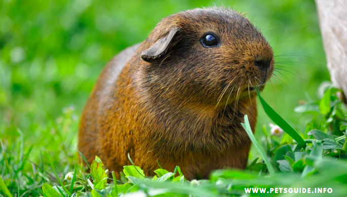 How Long Do Guinea Pigs Live?