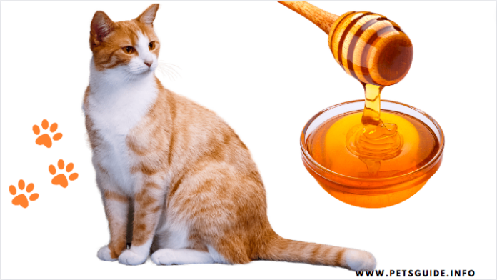 Can Cats Eat Honey? 7 Facts you need to know