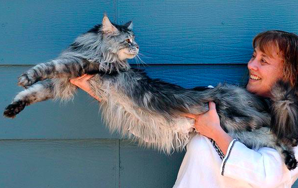 The Largest Maine Coon Cat - Stewie