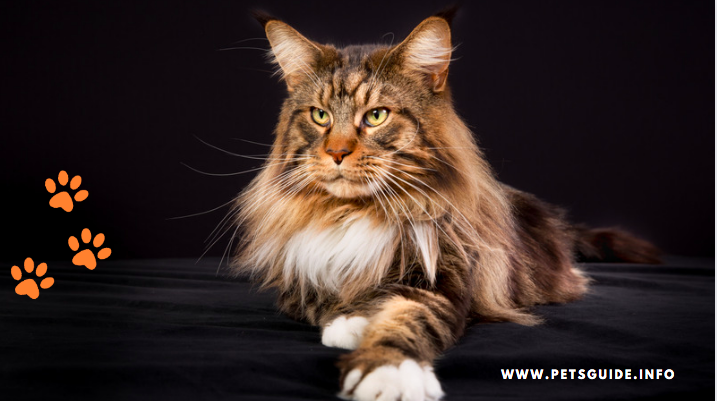 The Largest Maine Coon Cat